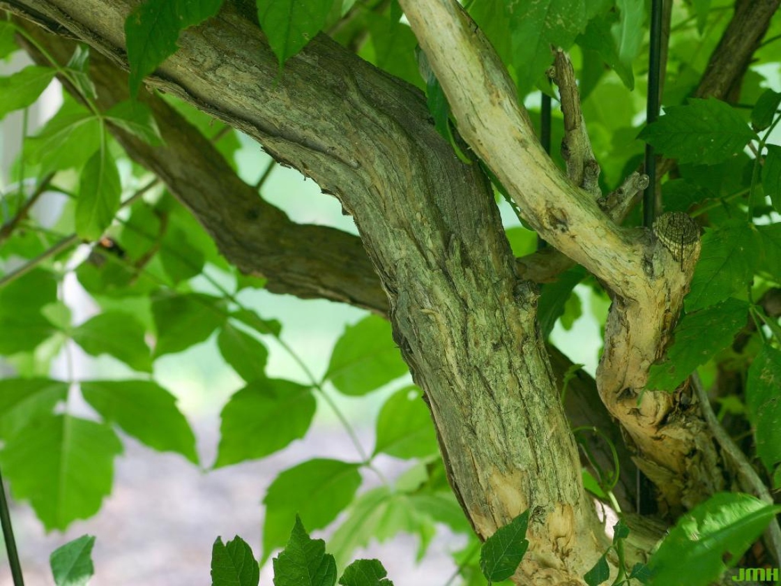 Campsis radicans (L.) Seem. (trumpet vine), bark
