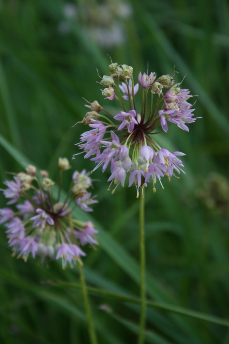 Allium cernuum (Nodding Wild Onion), inflorescence