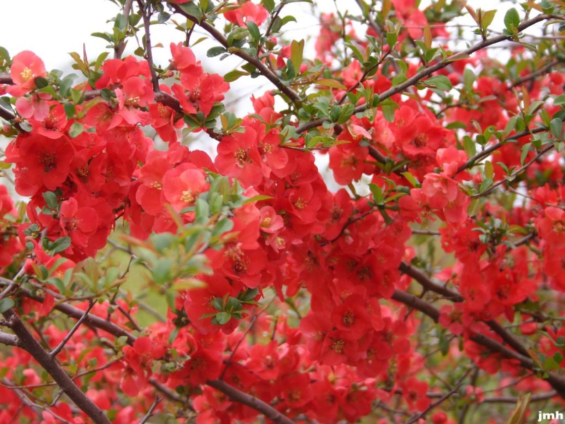 Chaenomeles japonica ‘Taiojishi’ (Great King Lion Japanese flowering quince), flowers