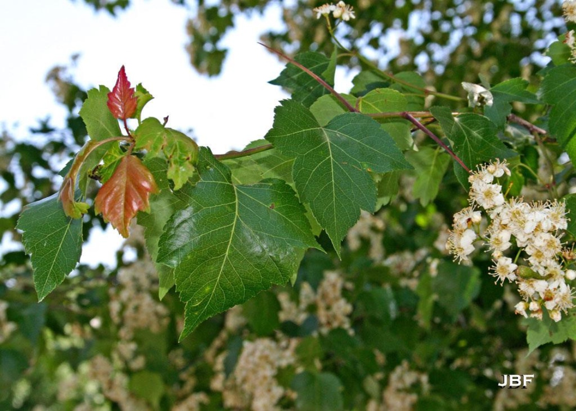 Washington hawthorn The Morton Arboretum