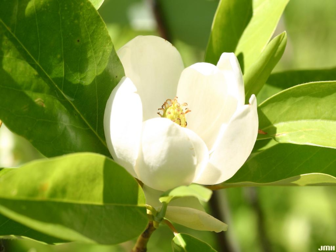 Sweetbay Magnolia Magnolia Virginiana The Morton Arboretum Sweetbay Magnolia Magnolia Virginiana The Morton Arboretum
