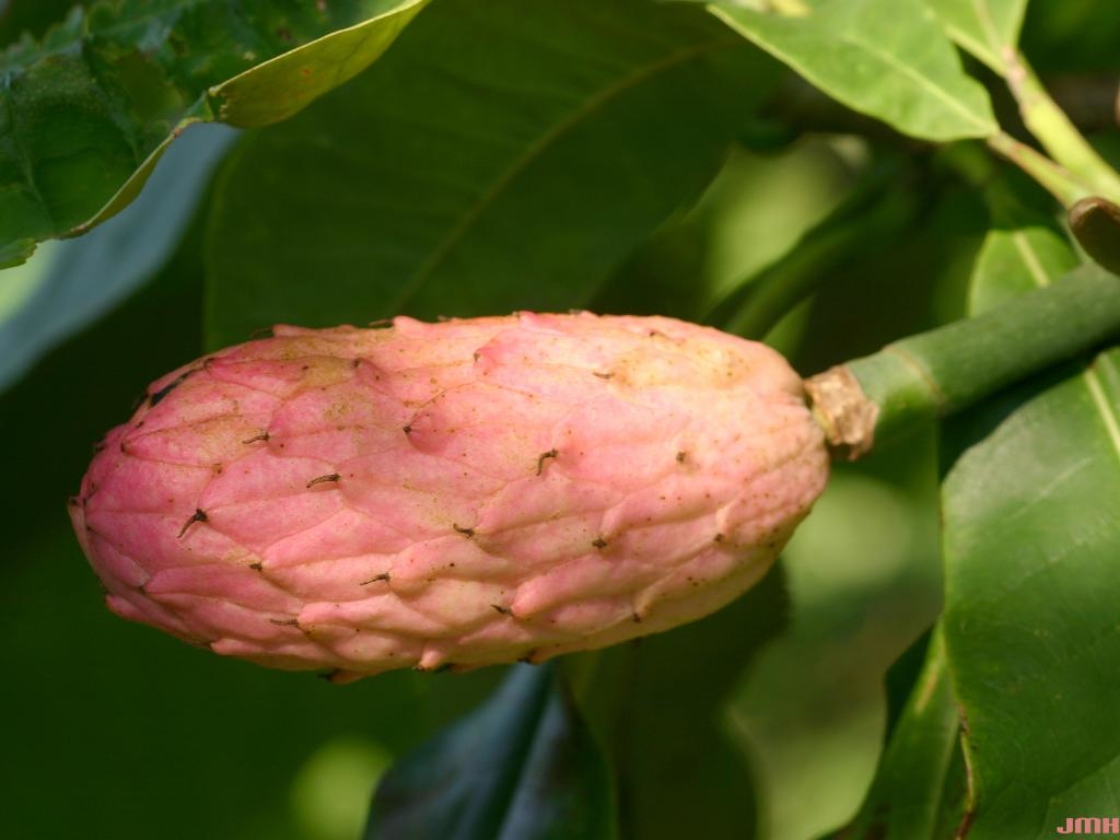 Magnolia tripetala L. (umbrella magnolia), fruit