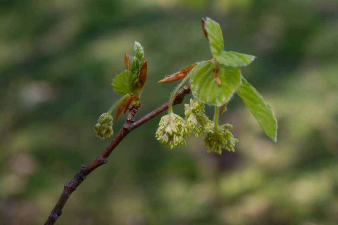 Fagus sylvatica (European Beech), flower, staminate