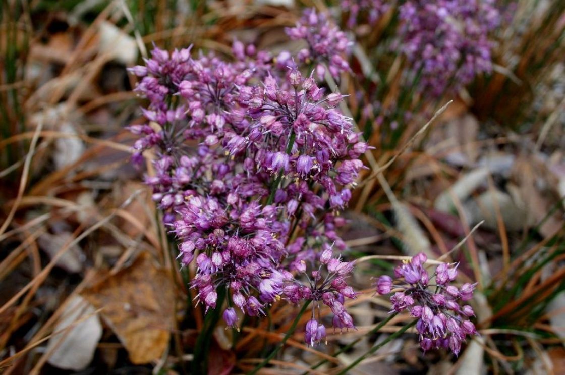 Allium thunbergii ‘Ozawa’ (Ozawa Thunberg’s onion), inflorescence