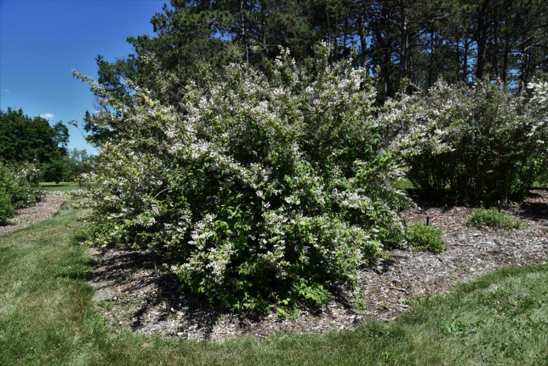 Deutzia scabra 'Watereri' (Waterer Rough-leaved Deutzia), habit, summer