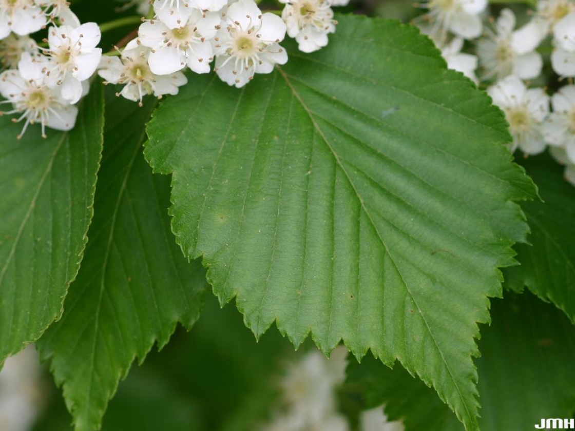 Sorbus alnifolia (Sieb. & Zucc.) K. Koch (Korean mountain-ash), close-up of leaf