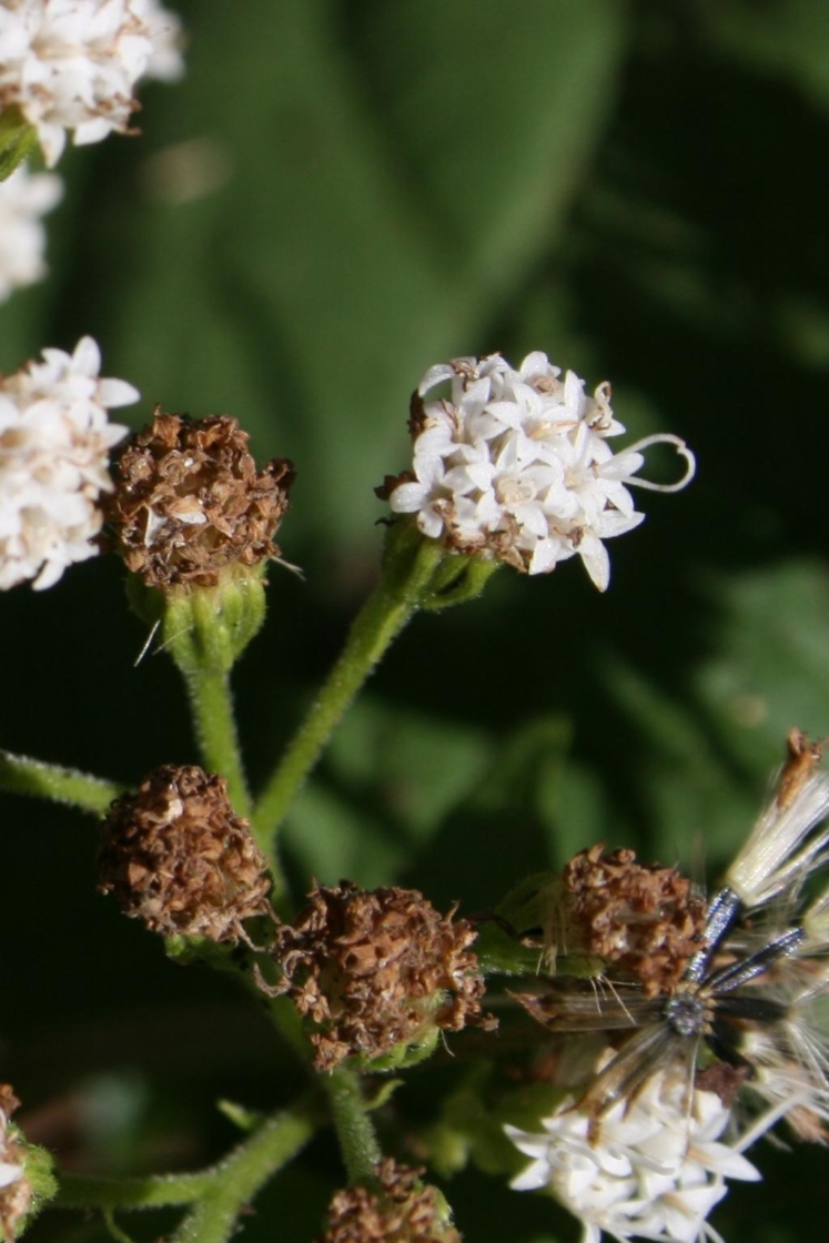 Ageratina altissima var. altissima (White Snakeroot), flower, full