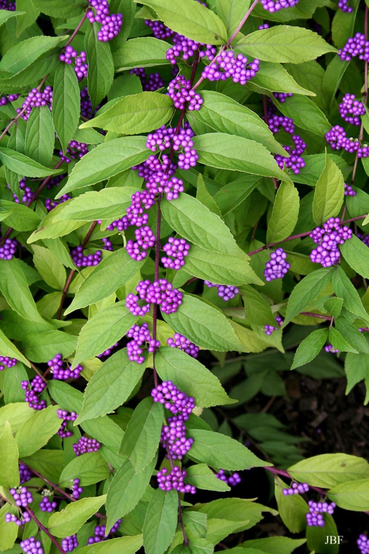Callicarpa dichotoma ‘Issai’ (Issai purple beautyberry), branch with fruit