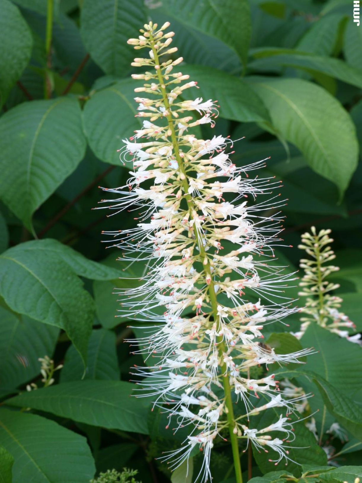 Aesculus parviflora Walt. (bottlebrush buckeye), close-up of inflorescence