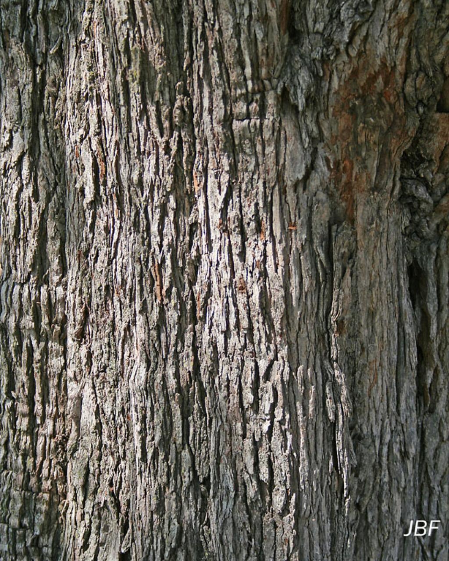 Downy hawthorn | The Morton Arboretum