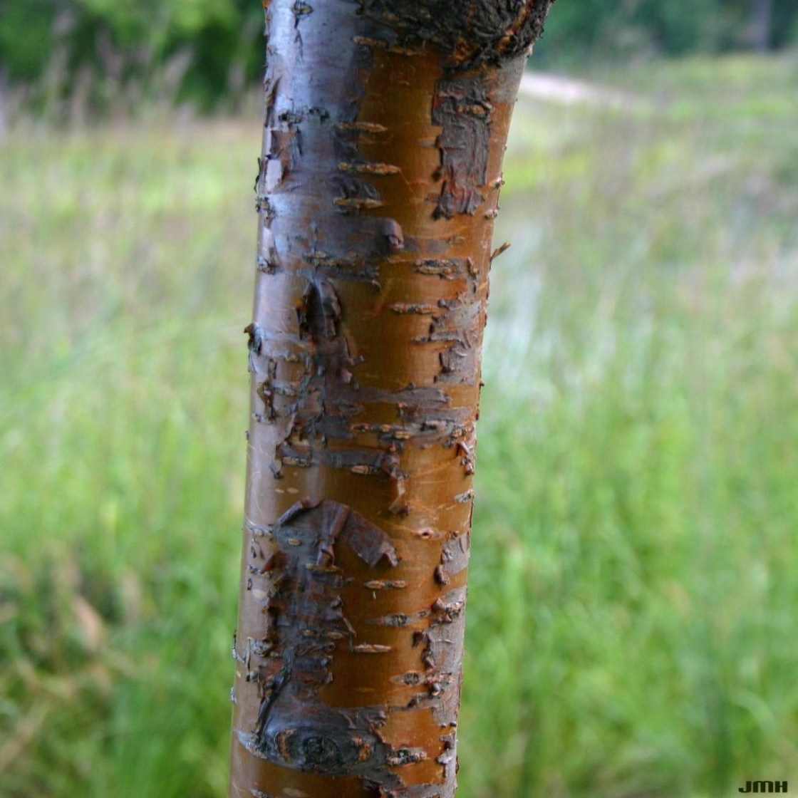 Prunus maackii Rupr. (Amur cherry), bark