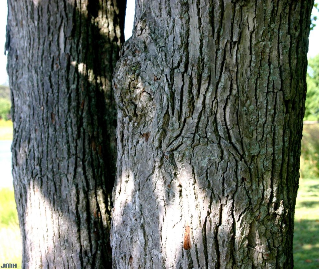 Magnolia acuminata L. (cucumbertree), bark