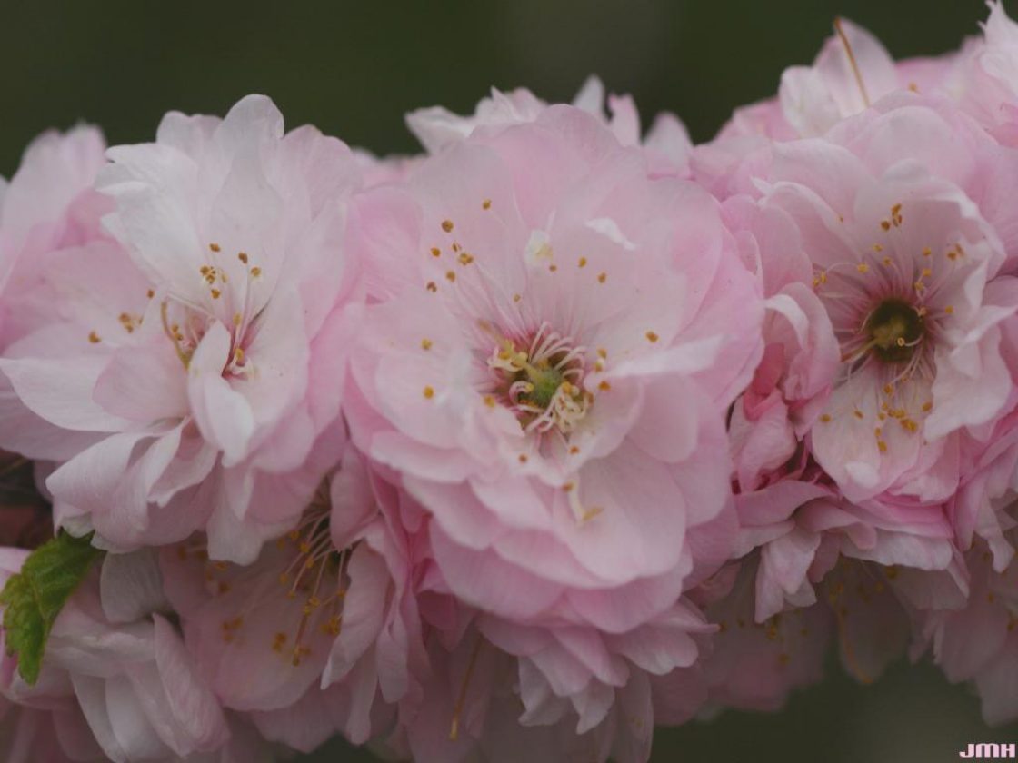 Prunus triloba Lindl. (flowering almond), close-up of flowers