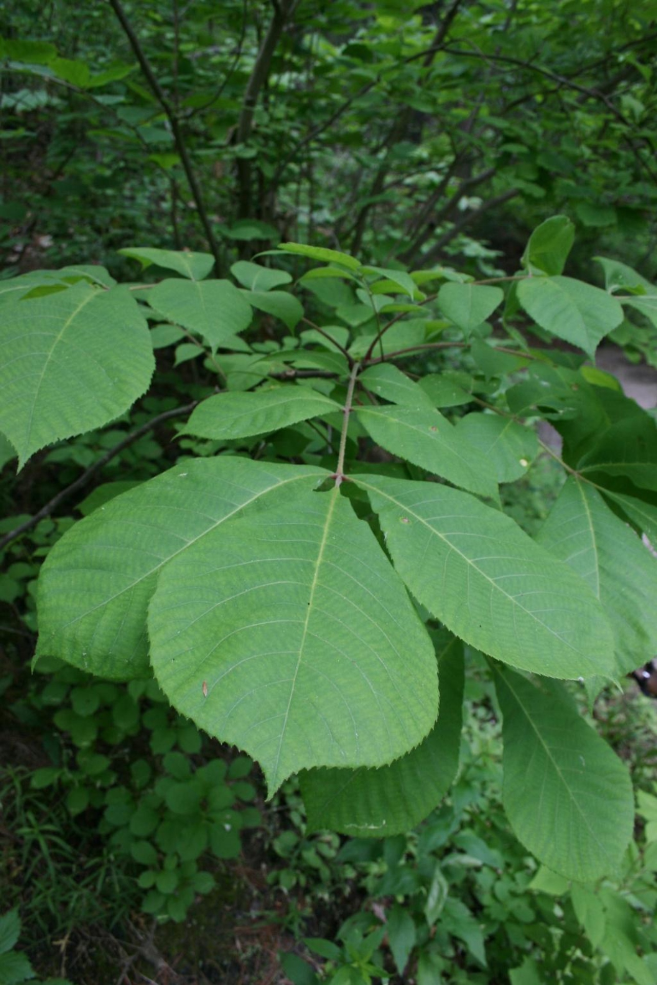 Mockernut hickory | The Morton Arboretum