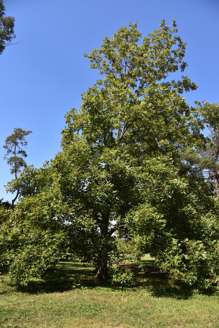 Shellbark hickory | The Morton Arboretum