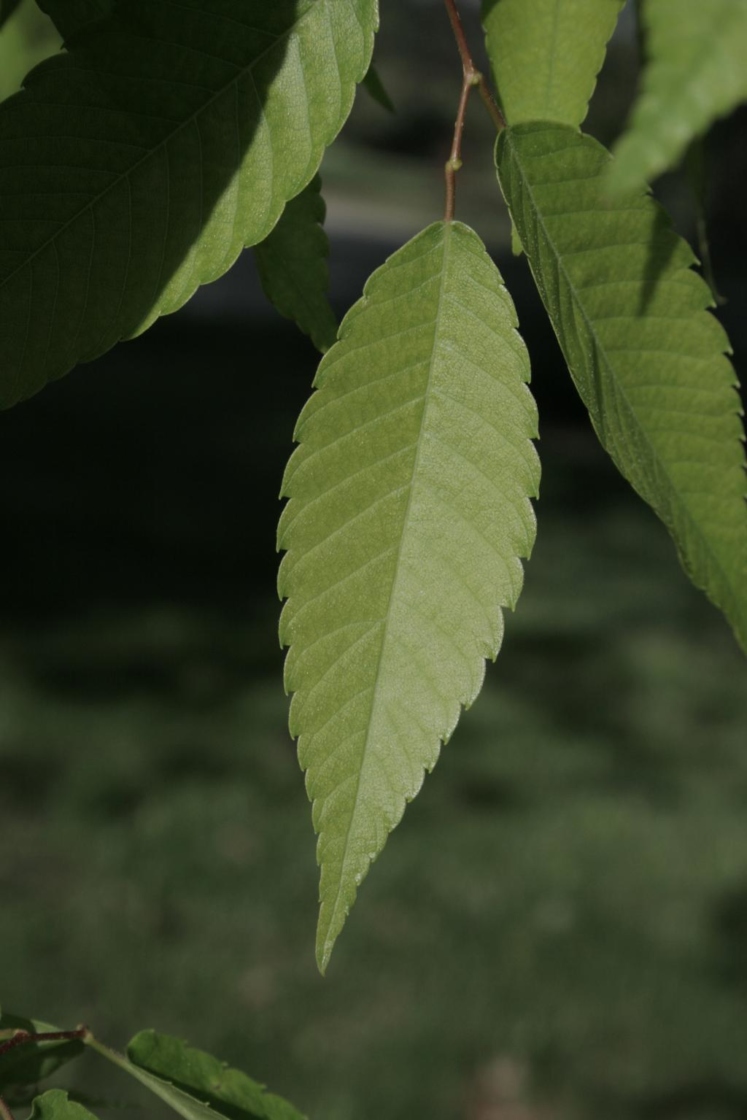 Zelkova