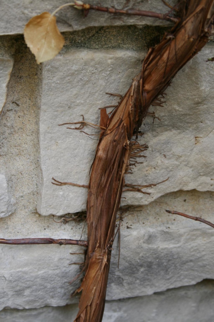 Hydrangea petiolaris (Climbing Hydrangea), bark, mature