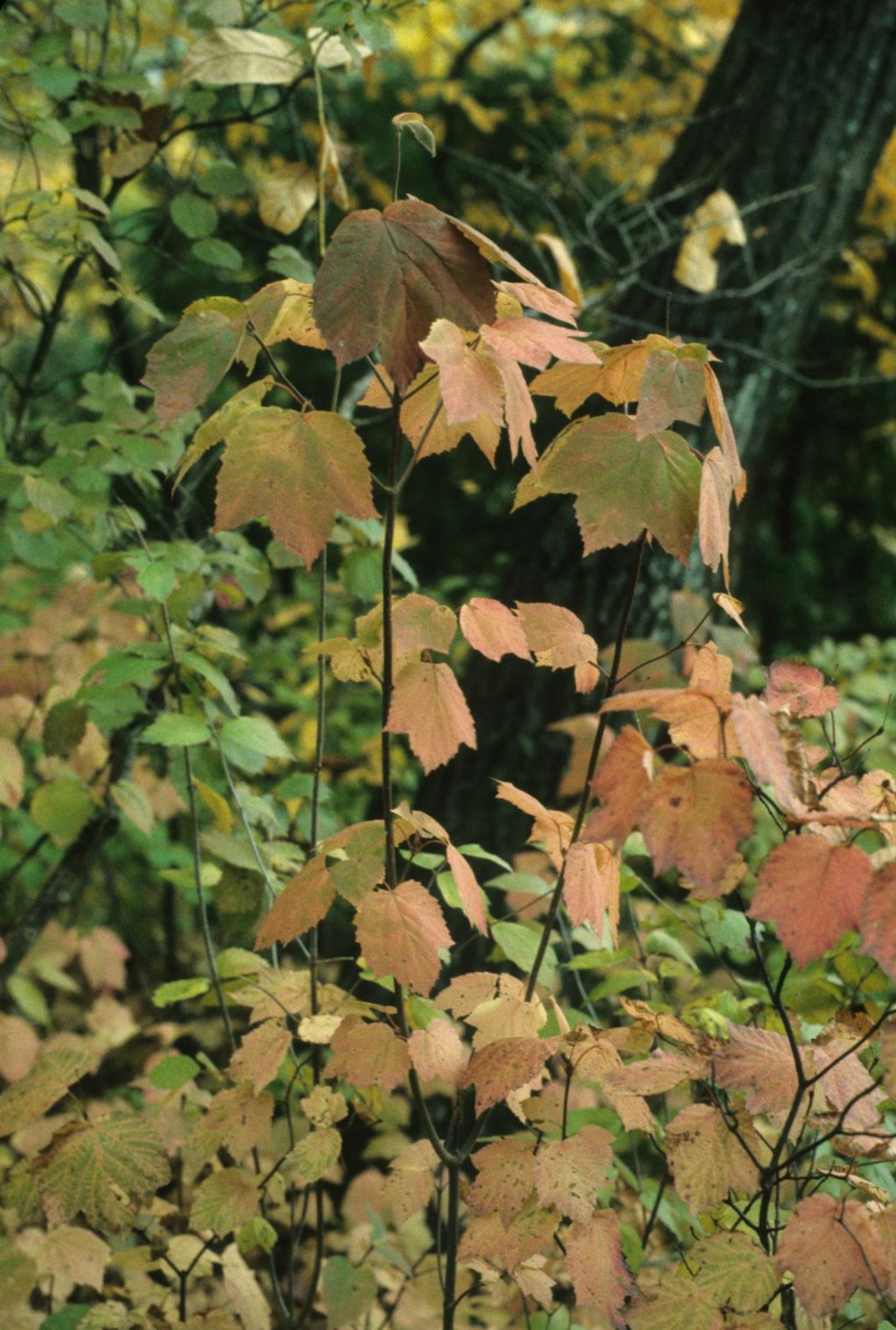 Maple-leaved viburnum | The Morton Arboretum