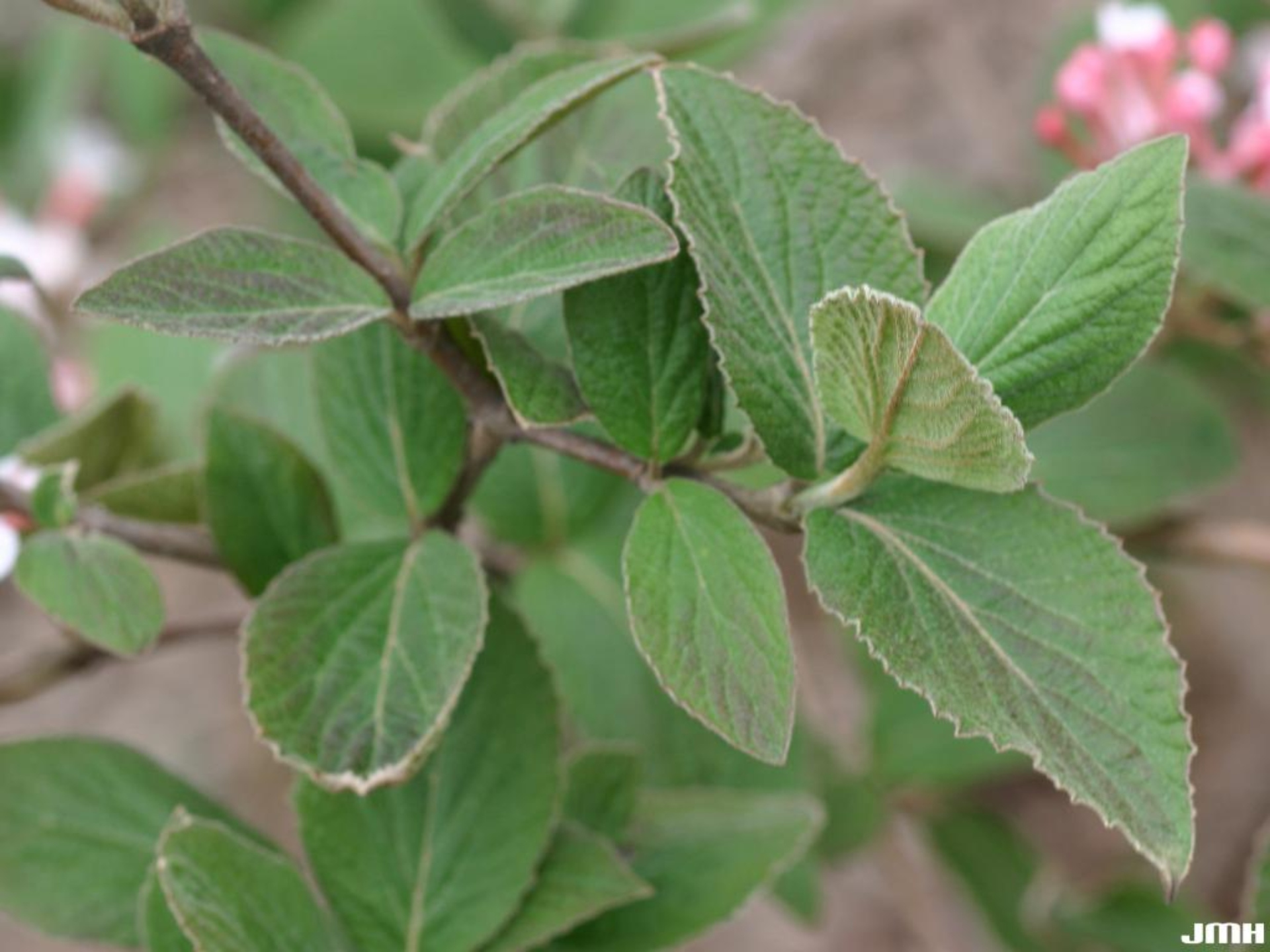 Judd's viburnum The Morton Arboretum