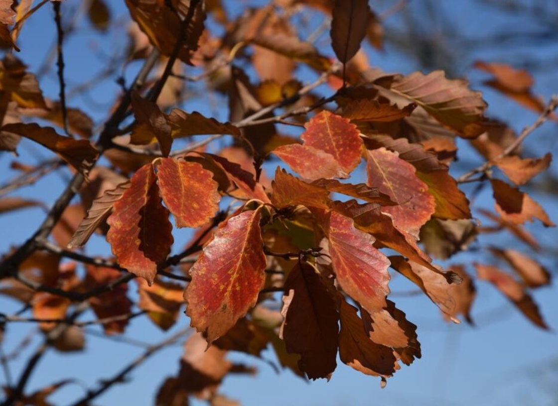 Quercus montana (Chestnut Oak), leaf, fall
