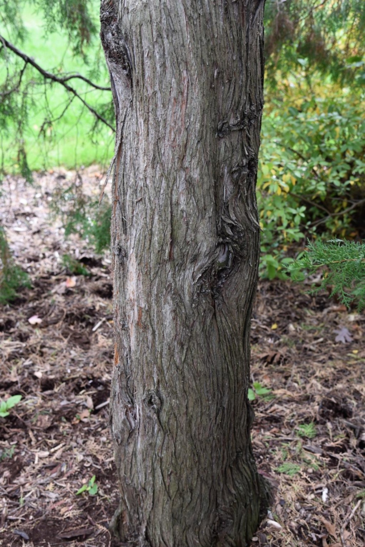 Platycladus orientalis (Oriental Arborvitae), bark, mature
