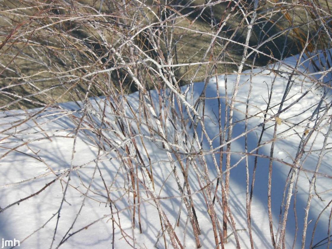 Rubus cockburnianus Hemsl. (chinese white-stemmed raspberry), branches in winter
