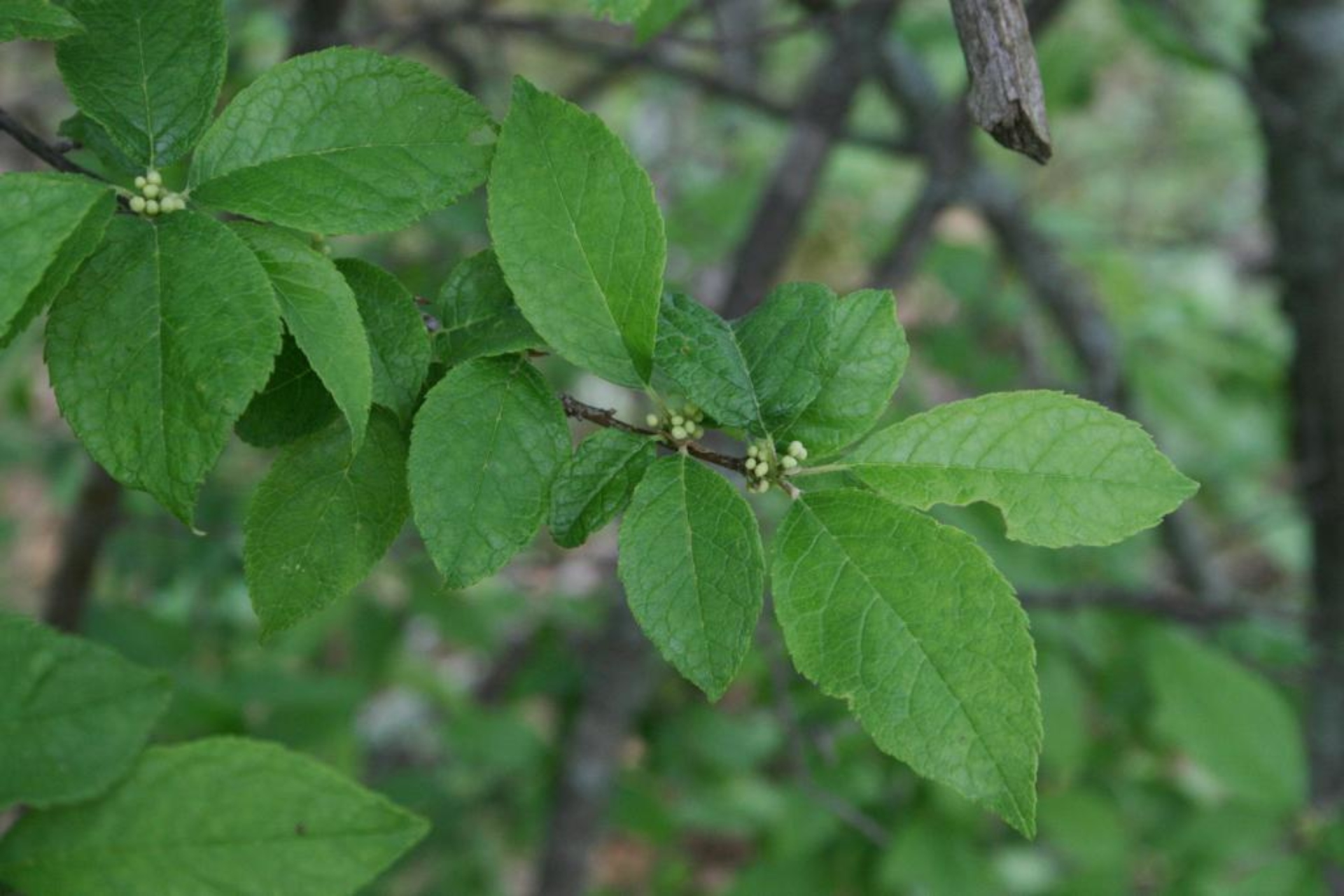 Common winterberry | The Morton Arboretum