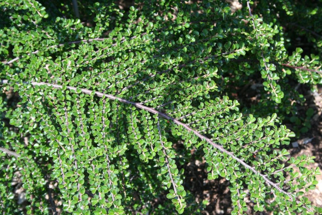 Image of Rockspray cotoneaster plant in a woodland setting