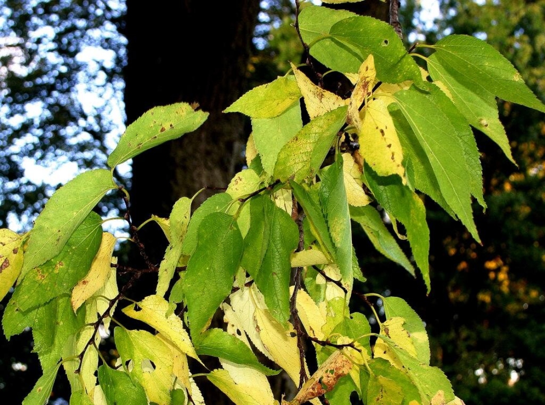 Celtis occidentalis L. (hackberry), leaves