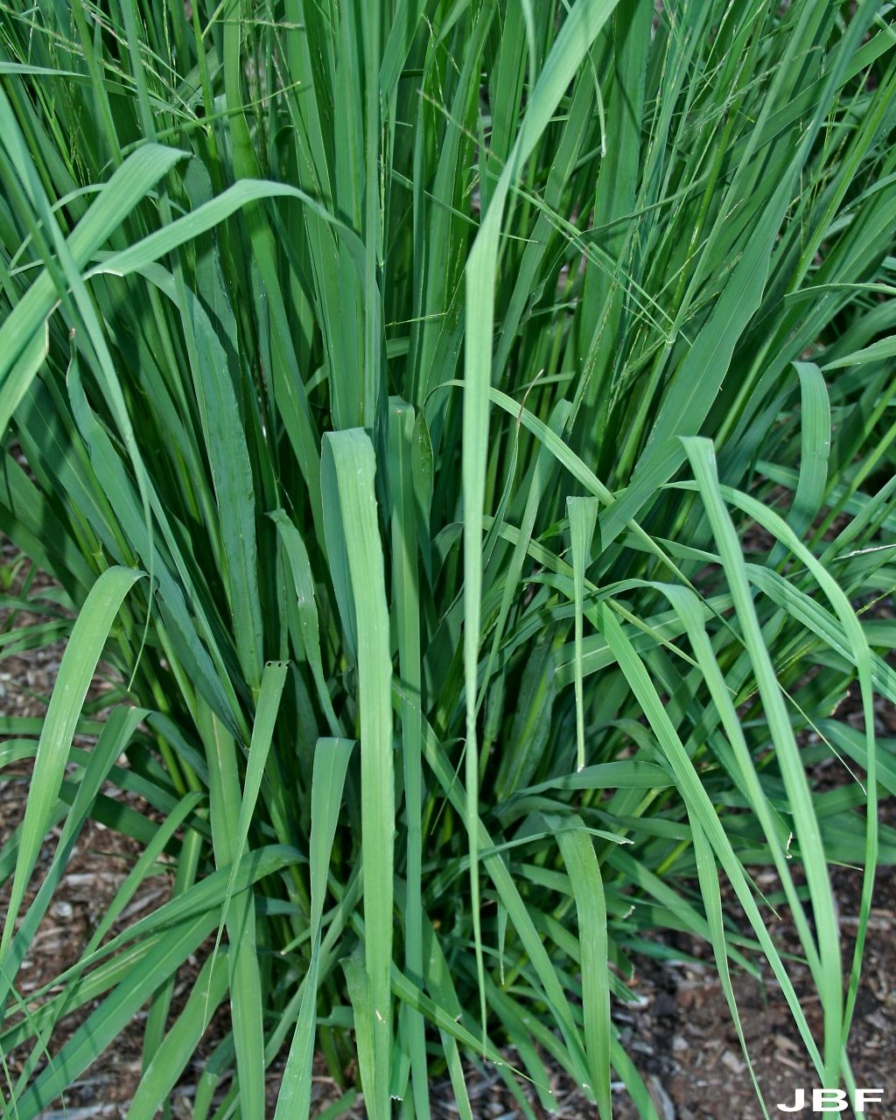 Molinia caerulea ssp. arundinacea ‘Skyracer’ (Skyracer purple moor grass), leaves