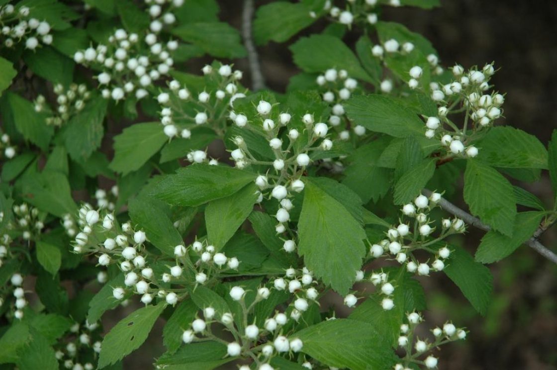 Dotted hawthorn | The Morton Arboretum