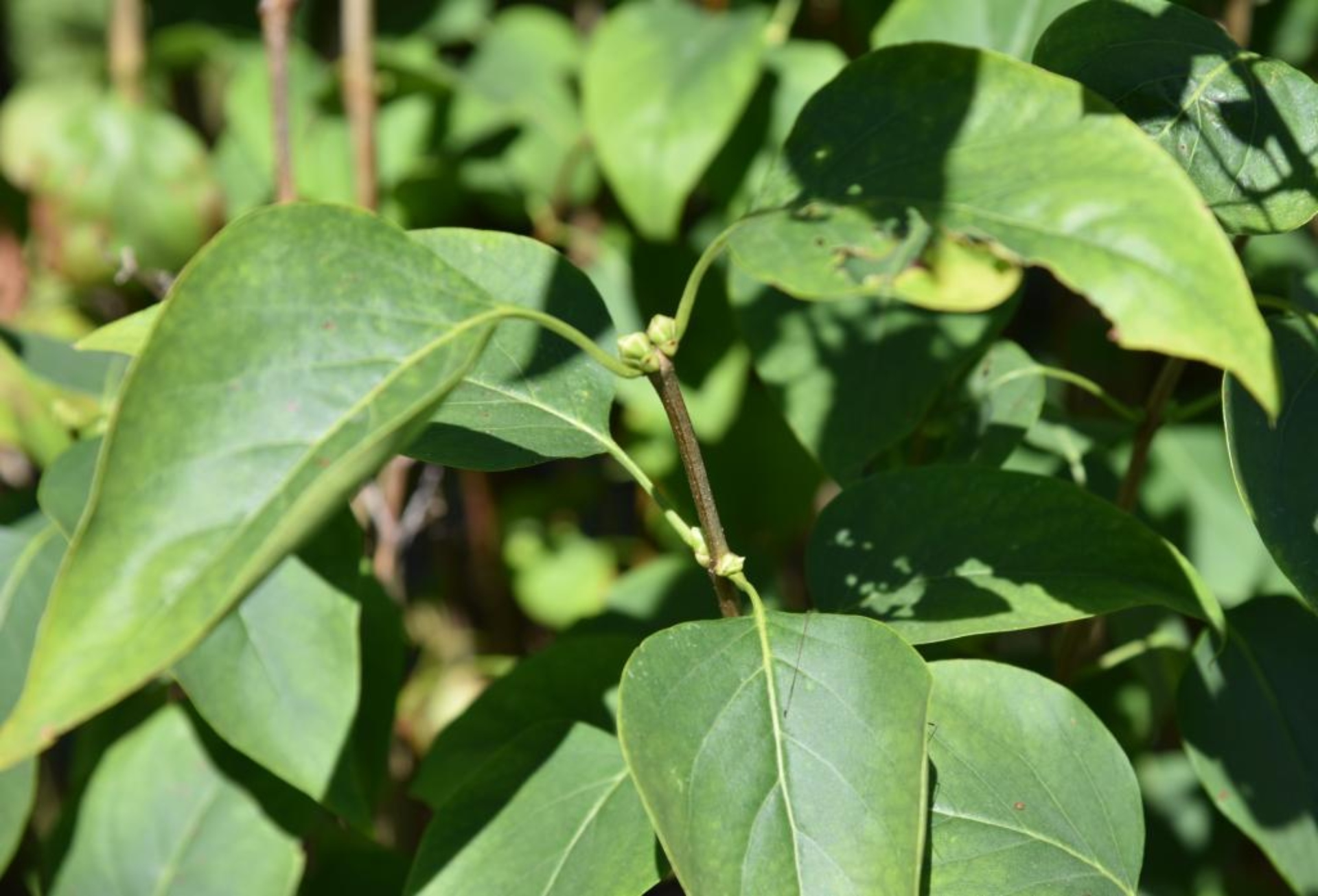 Common lilac | The Morton Arboretum