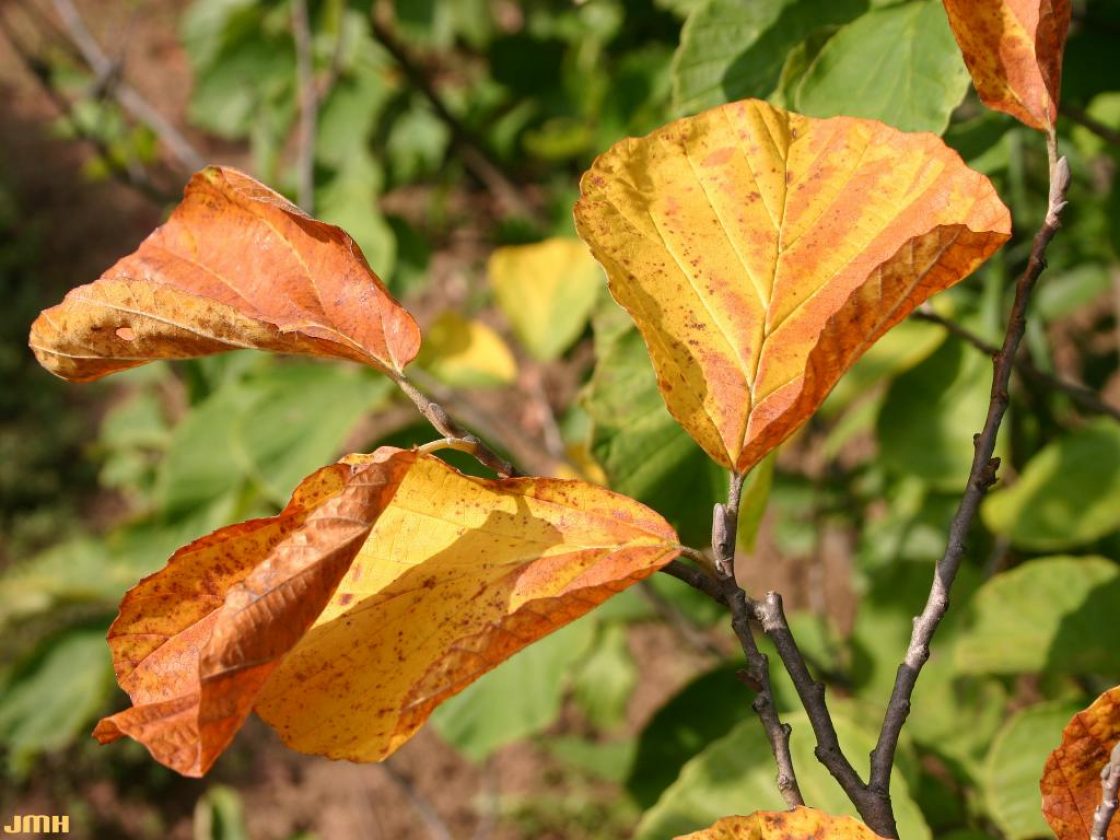 Hamamelis mollis Oliv. (Chinese witch-hazel), close-up of leaves in fall color