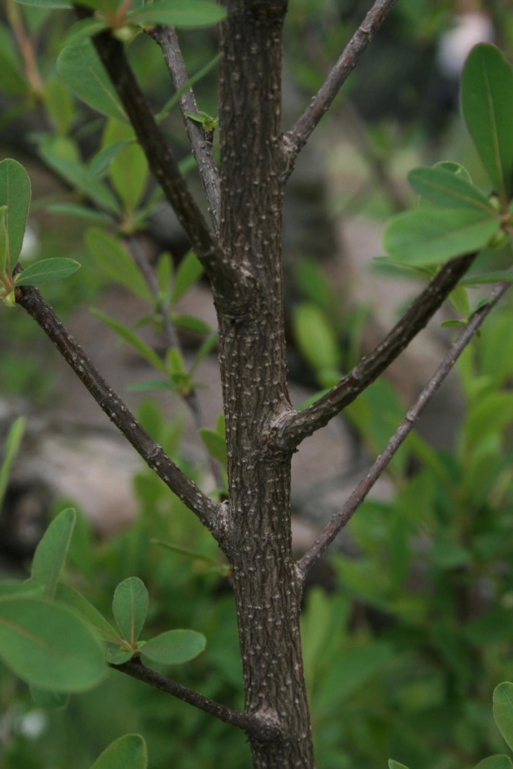 Exochorda racemosa subsp. racemosa (Pearlbush), bark, branch