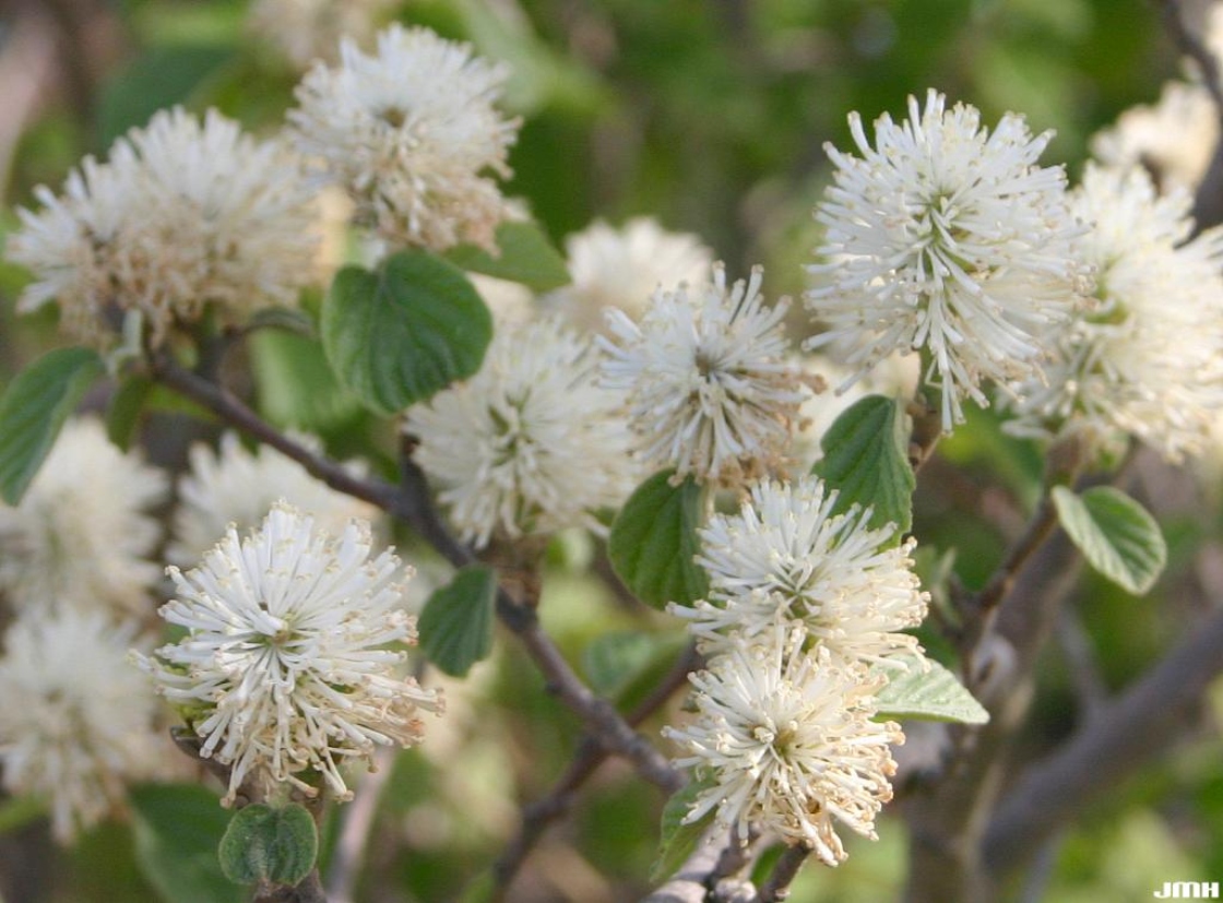 Fothergilla major (Sims) Lodd. (large fothergilla), close-up of flowers
