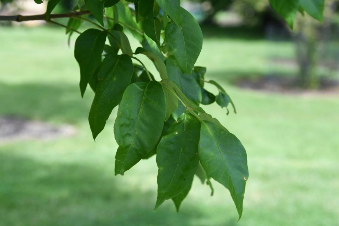 Fraxinus americana var. biltmoreana (Biltmore Ash), leaf, summer