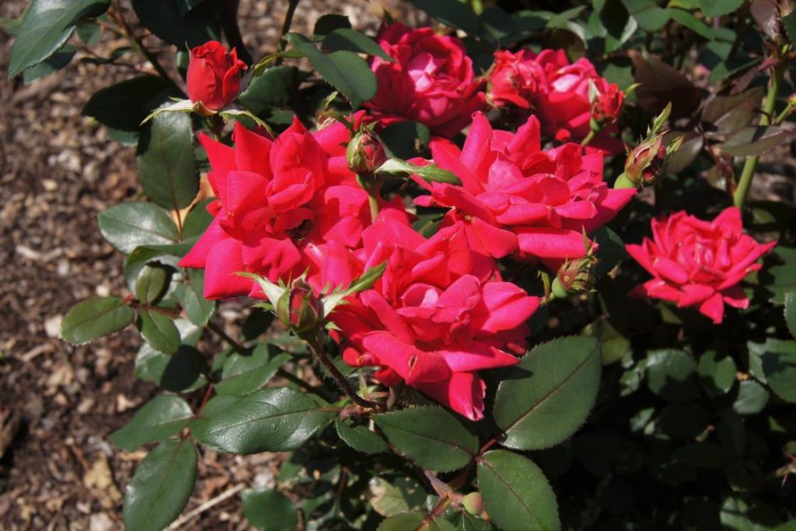 Shrub rose hybrids | The Morton Arboretum
