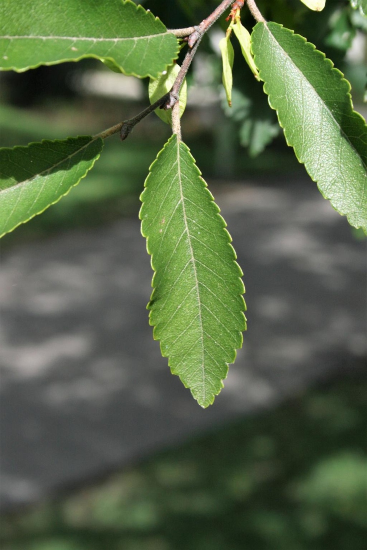 Ulmus Parvifolia Leaf