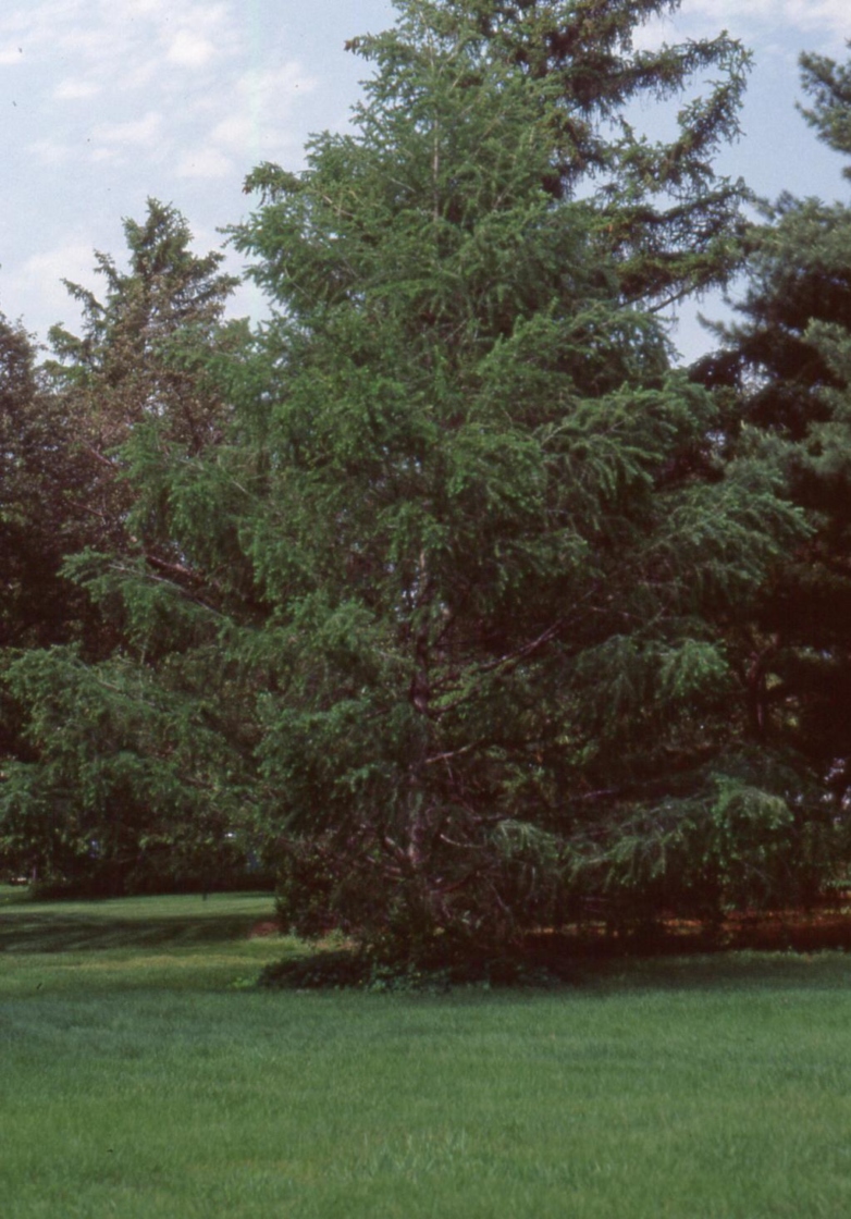 Japanese larch | The Morton Arboretum