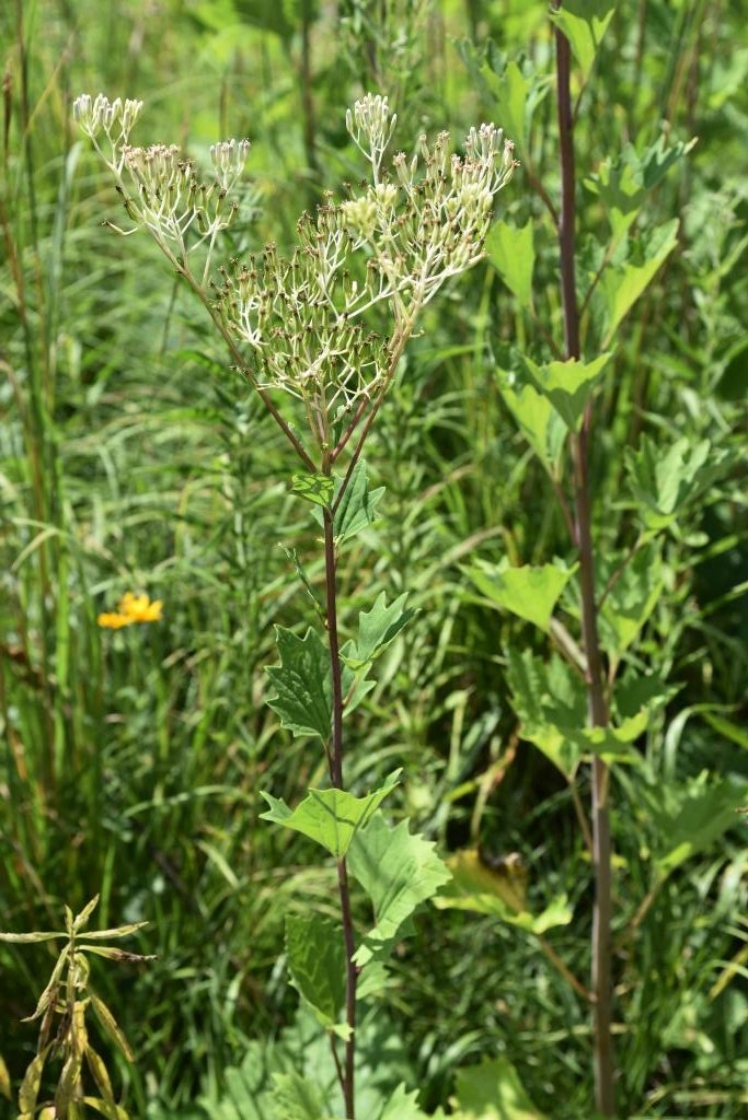Arnoglossum atriplicifolium (Pale Indian-plantain), inflorescence