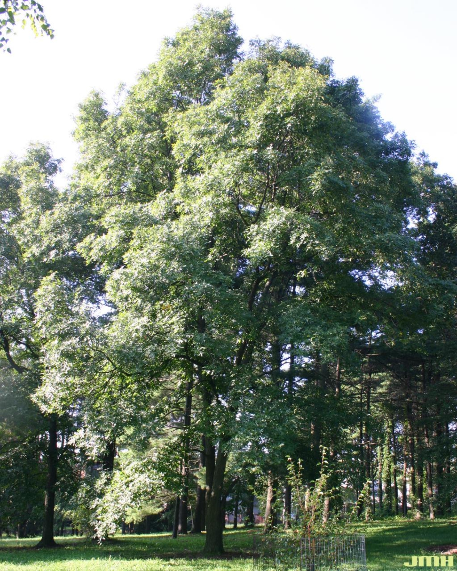 Pignut Hickory Tree