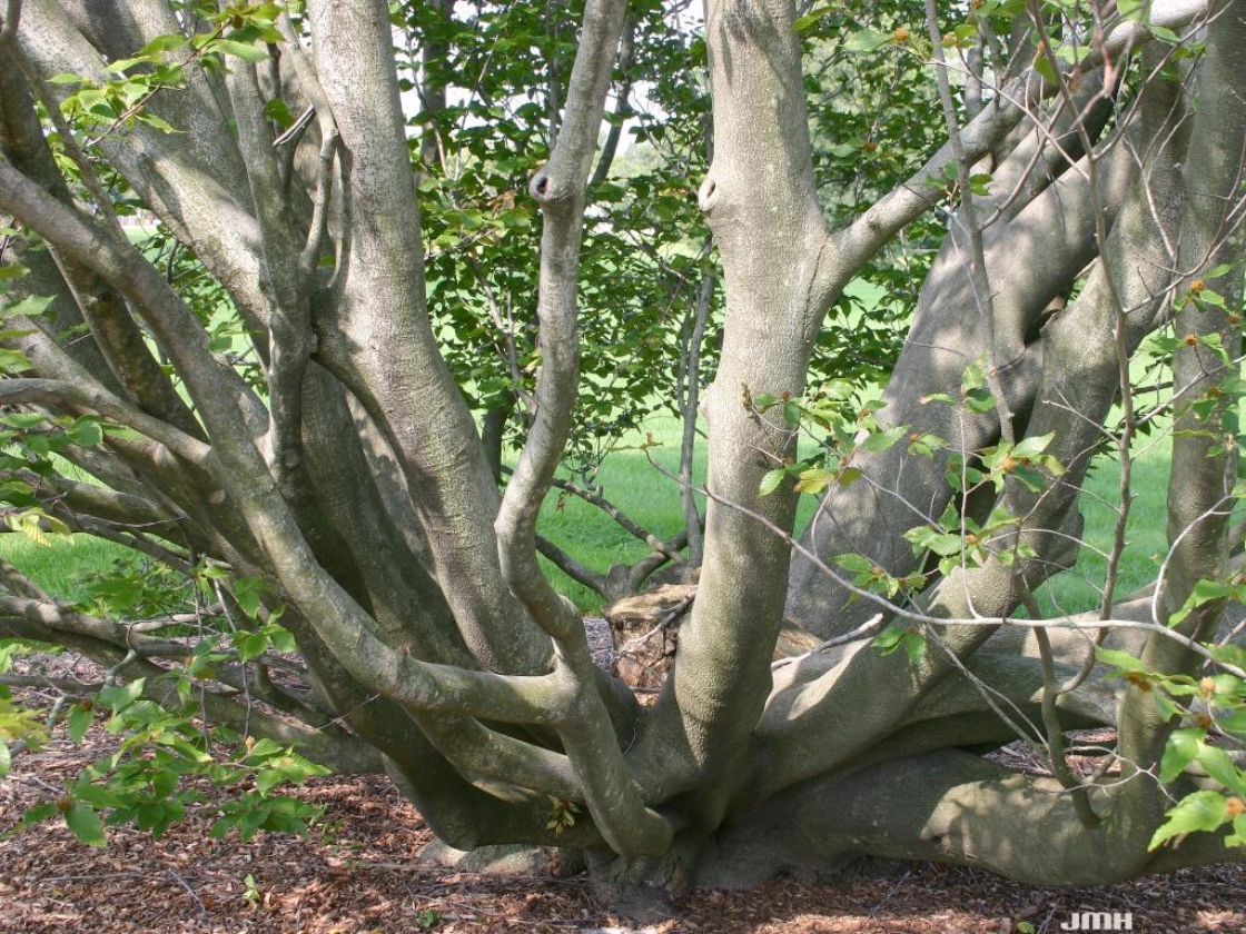 Fagus grandifolia Ehrh. (American beech), bark