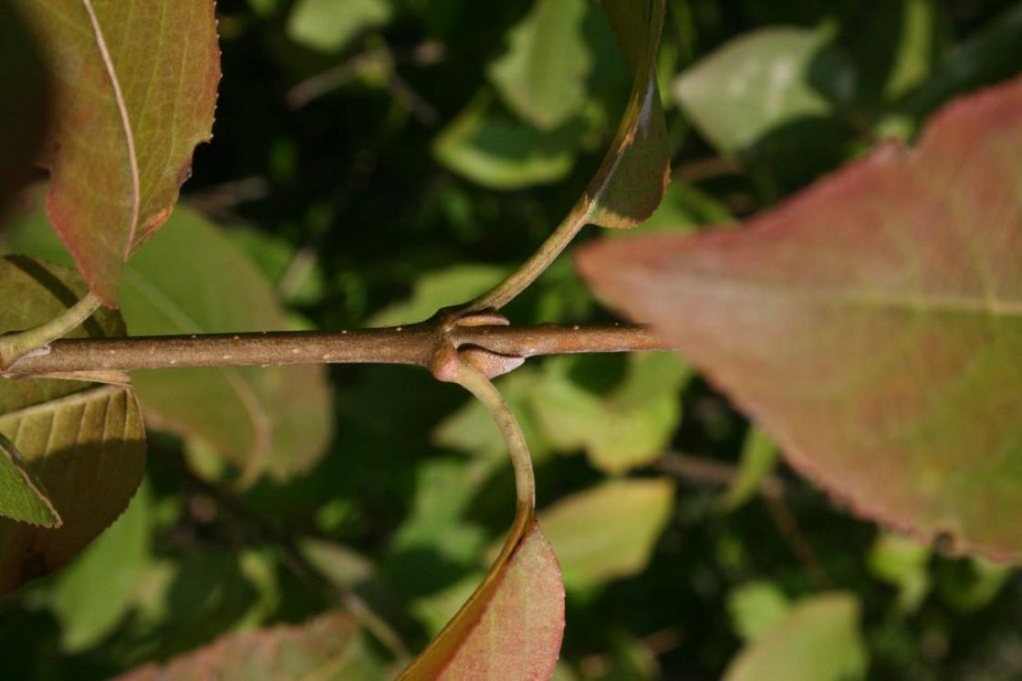 Viburnum prunifolium (Black-haw), bud, lateral, bark, twig