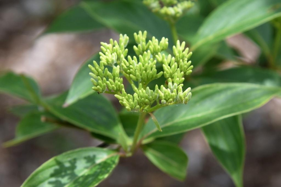 Cornus drummondii (Rough-leaved Dogwood), bud, flower