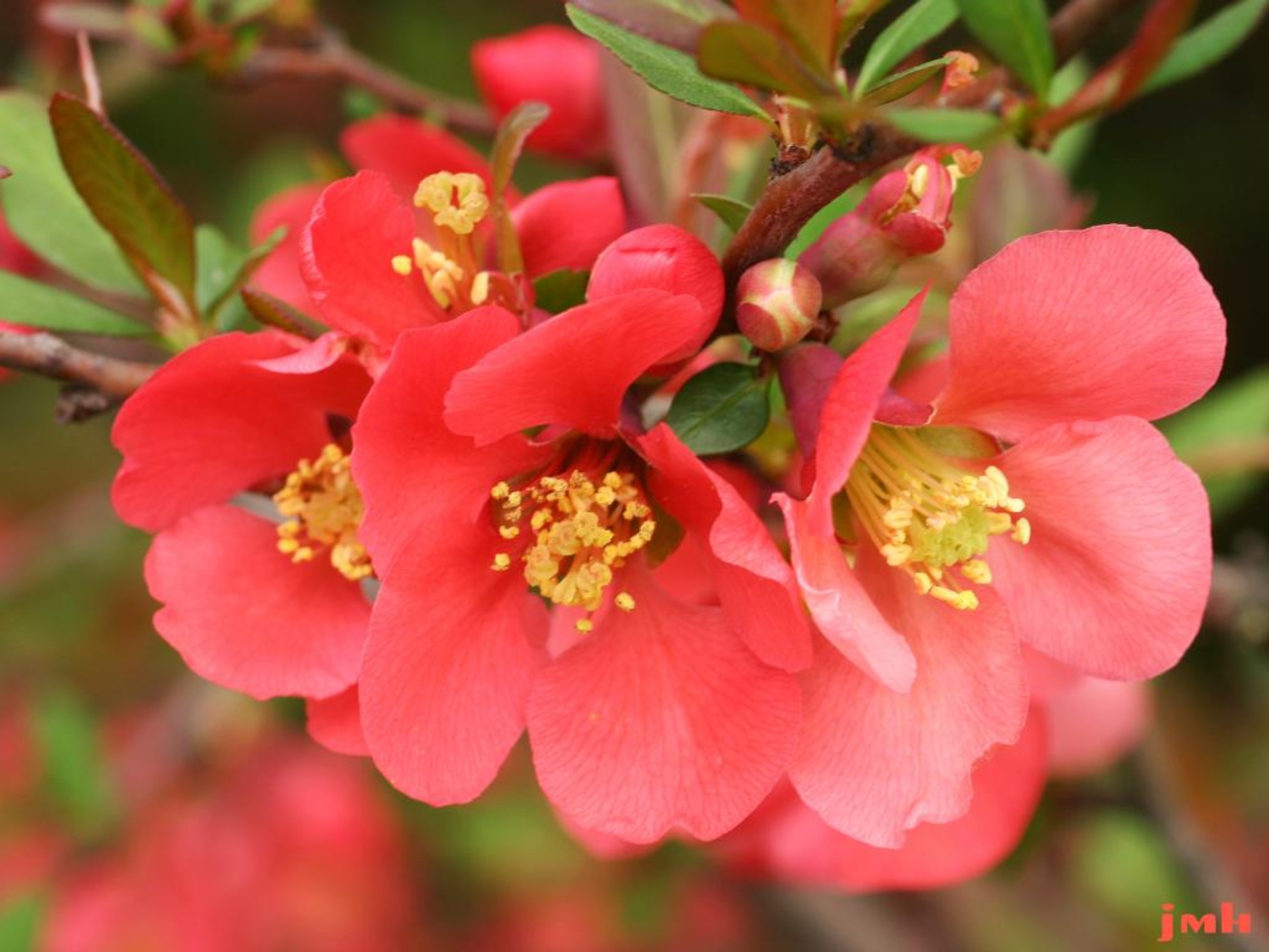 Common Flowering Quince The Morton Arboretum All For One