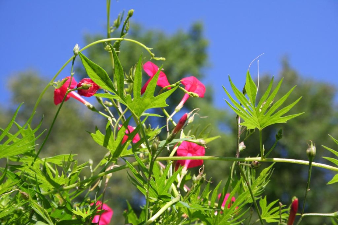 Ipomoea x multifida (cardinal climber), flowers