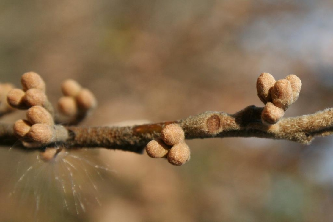 Hamamelis vernalis (Vernal Witch-hazel), bud, flower