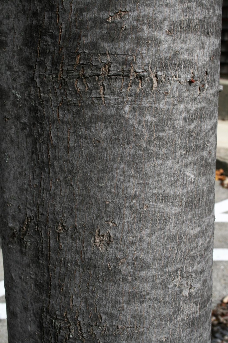 Acer xfreemanii 'Marmo' (Marmo Freeman's Maple), bark, trunk