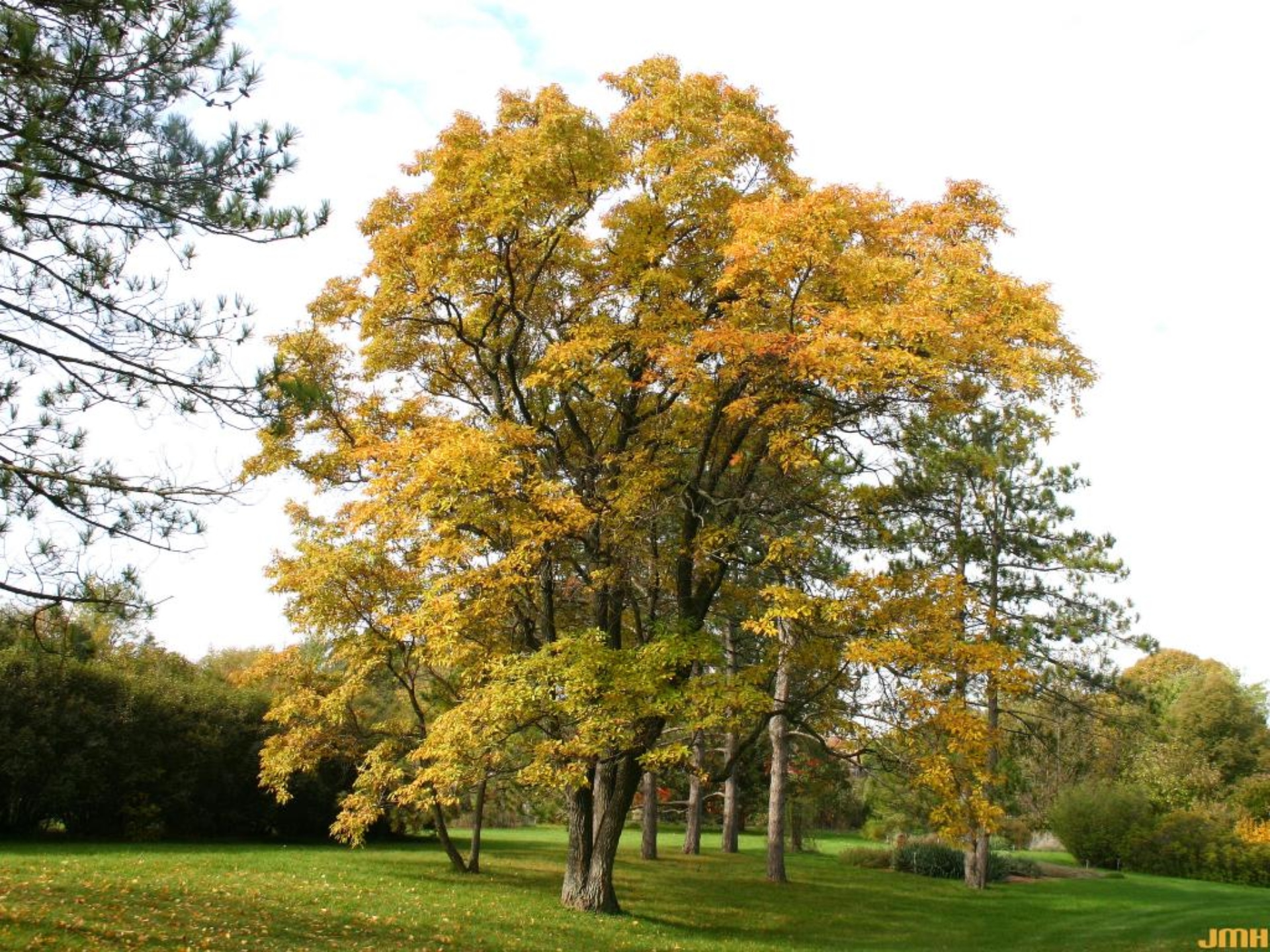 Sassafras The Morton Arboretum