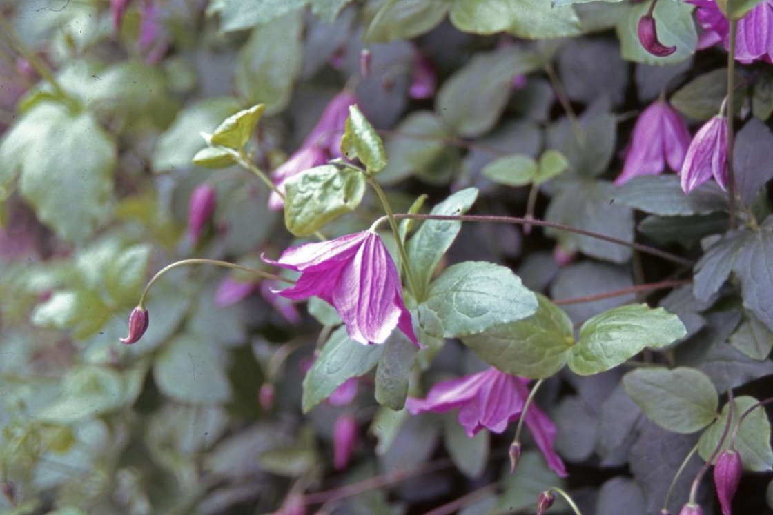Clematis viticella L. 'Betty Corning' (Italian clematis), flowers